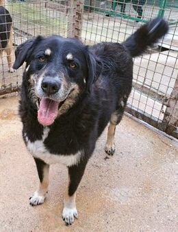 Haya - möchte geliebt werden - Obertshausen