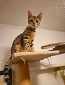 Reinrassige bengal kitten mit stammbaum in 79110