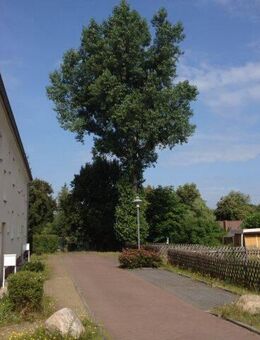 Lauta! Helle 1 Raum Wohnung mit Balkon und Gartenanteil zu vermieten! - Lauta