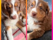 2 Australian Shepherd Welpen ( Mädchen) reinrassig redtri +Gesundheitszeugnis/Gen-Test - Crivitz