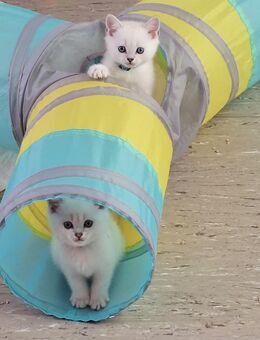 Kitten mit blau Augen - Forchheim Zentrum