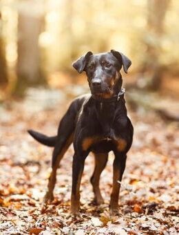 Foxy-Charakterhund sucht klare Führung - Chemnitz