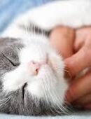 Biete Katzenbetreuung in Trier in 54290