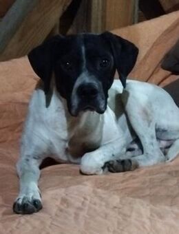 Pongo - Weilmünster