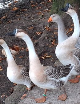 Höckergänse/Pilgrimgänse - Bissendorf