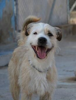 Corcho - Zuhause gesucht - Duisburg