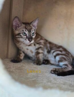 Bengalkitten reinrassig mit Stammbaum - Rielasingen-Worblingen