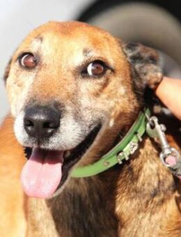 Lysko ist ruhig, lieb und sanftmütig! - Karben