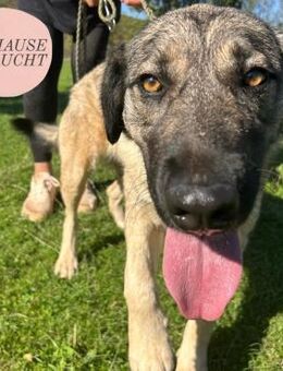 Sportliche Tomasina sucht Forever Home❤️ - Saarbrücken