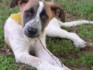 Wer sieht CLYDE ... Zuhause gesucht - München