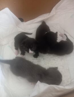 Baby katzen - Osterhofen