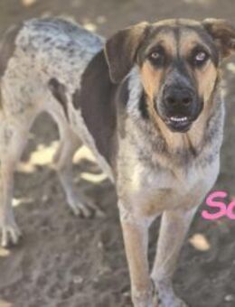 Sarah- charmanter Sonnenschein 12/23 ESP - Ruppertsecken