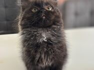Ragdoll- Mix Kitten abgabebereit - Schorndorf (Baden-Württemberg)