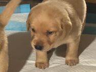 Labrador Welpen - Südbrookmerland