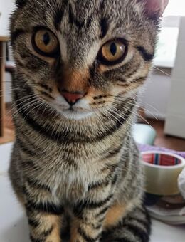 BKH Katze männlich, 5 Monate - Friedberg (Hessen)