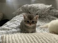 Bkh kitten von odd-eyed Mama - Frankfurt (Main) Zeilsheim