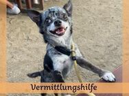 Dringend ZH gesucht für lieben Chio❤️ - Saarbrücken