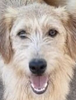 Frohnatur Jerry liebt Menschen - Mettmann