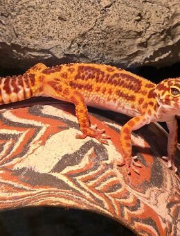 Leopardgecko Chocolate Tremper 0.1 Weiblich - Kiel