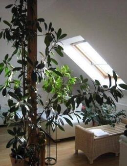 Gemütl. kl. 1,5-R-DG-Mais-Wohng. m. off. Einbauküche in DD-Trachenberge - Dresden