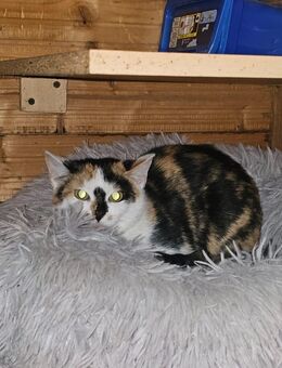 Katzen suchen ein zu Hause - Grabfeld