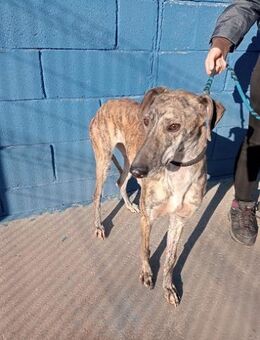 Rubi, menschenbezogen und sozial - Haar