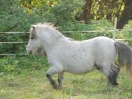 Rothensande Grey Infinity - gekörter Sohn von Birling Grey Mirage! 68 cm Mini Shetland - Felsberg