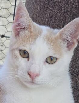 Süßer Buster sucht liebevolles Zuhause! - Bergkirchen