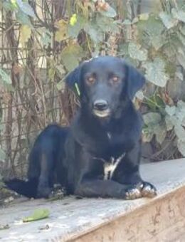 Rinea - Pflegestelle oder Zuhause gesuch - Oberwies