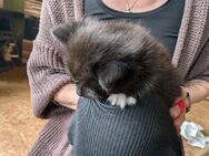 Verk. Katzen junge - Duckow