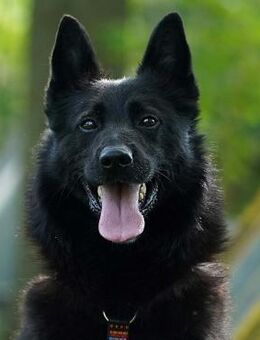 Monti unsere rasende Rakete - Obertshausen