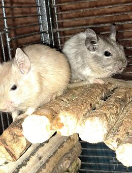 Degu Jungs Nachzucht - Sonnenbühl