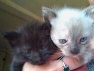 Zwei Katzenkinder suchen ein Zuhause - Hüllhorst