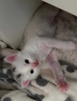 3 Maine Coon Kitten suchen noch - Calbe (Saale)