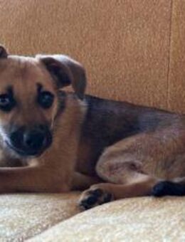 Leo sucht sein Für-Immer-Zuhause - München