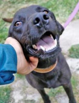 Néró, schwarzer Schönling , ca. 4 Jahre, - Vaterstetten