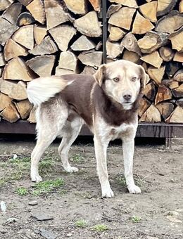 Cody wartet seit 3 Jahren in Rumänien - Markkleeberg