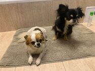 🌸Luna 7 J und Bella 9 Jahre🌸Gemeinsa - Kassel