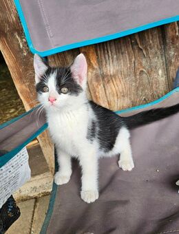 Kleiner Kater sucht neues Zuhause - Kirchheim (Teck)