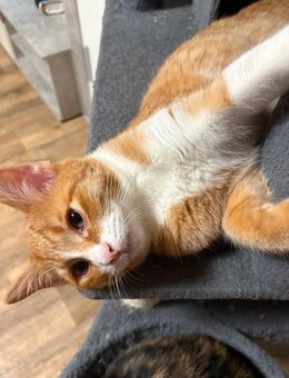 Liebevolle verschmuste Europäische Katzen (5 Monate alt ) abzugeben - Mannheim