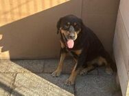 Lucky; Rotti-Mix sucht Gnadenplatz - Geilenkirchen