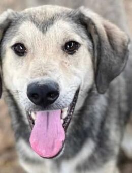 Babu-bildschöner, netter Rüde, 47 cm - Rösrath