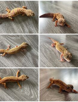 6 Leopardgeckos inkl. Terrarium - Würselen