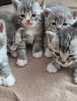 BKH Mix Kitten Geimpft Entwurmt - Hattingen