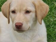 Reinrassiger Labrador Welpe Cira in blond mit Ahnentafel/Papiere - Eichenzell