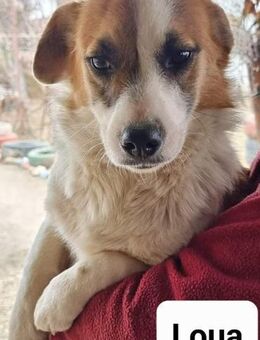 LOUA... Sie wartet auf ein Zuhause - Meuselwitz