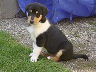 Kurzhaar Collie Rüde Welpe - Gevelsberg Zentrum