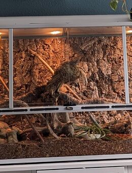 Terrarium inkl. weiblicher, ausgewachsener Kornnatter (gesund) - Gevelsberg