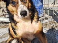 Siran - Gnadenbrotplatz gesucht - Weilheim (Oberbayern)