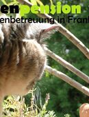 Private Katzenpension in Frankfurt . feine 24h Katzenbetreuung in 60596